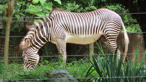 Tourist Attraction «Elephant Trails», reviews and photos, 3001 Connecticut Ave NW, Washington, DC 20008, USA