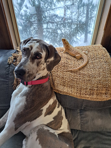 Pet Menders Animal Hospital - Frederick image