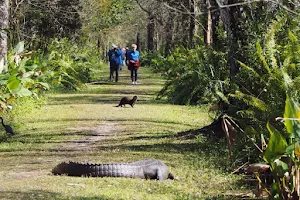 CREW Bird Rookery Swamp Trails image