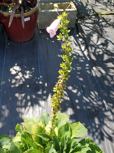 Hardware Store «Proctor Ace Hardware», reviews and photos, 1281 Atlantic Blvd, Neptune Beach, FL 32266, USA