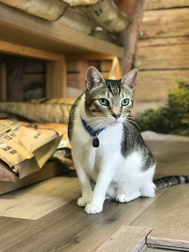 Clínica Veterinaria +cotas en L'Eliana