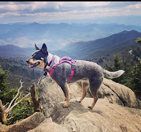 The Mannered Mutt NWA - Photo 3 - Car repair in , Fayetteville