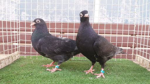 History Museum «Indiana State Museum», reviews and photos, 650 W Washington St, Indianapolis, IN 46204, USA