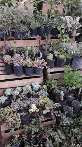 Opiniones de vivero elionay en Huaral - Centro de jardinería