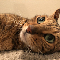 High 5 Pet Care - Photo 4 - Car repair in Las Vegas, NV, Los Angeles