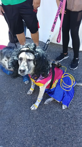 Pet Supply Store «Pet Food Gone Wild», reviews and photos, 2415 Southern Blvd SE, Rio Rancho, NM 87124, USA