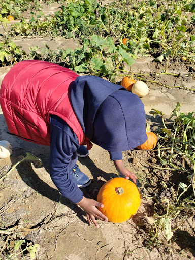 Tourist Attraction «Sugar Hill U-pick Farms», reviews and photos, 3595 Co Rd 59, Verbena, AL 36091, USA
