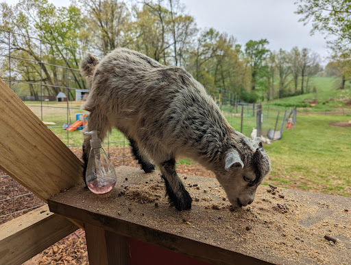 Farm «Warbington Farms (U-Pick Strawberries)», reviews and photos, 5555 Crow Rd, Cumming, GA 30041, USA