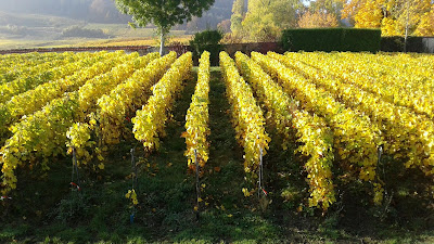 Champagne Perseval-Foubert à Chamery