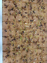 Photo n°40 de Mon liban Thonon-les-Bains à Thonon-les-Bains ()