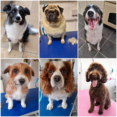 Teds House Dog Grooming Studio