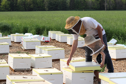 Honey farm Hamilton
