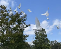 Romero's White Doves Release - Photo 7 - Car repair in East Los Angeles, CA, East Los Angeles