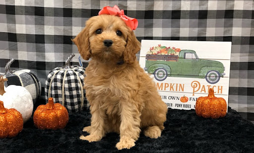 Pet Store «Happiness Is Pets Vi», reviews and photos, 616 E Roosevelt Rd, Lombard, IL 60148, USA