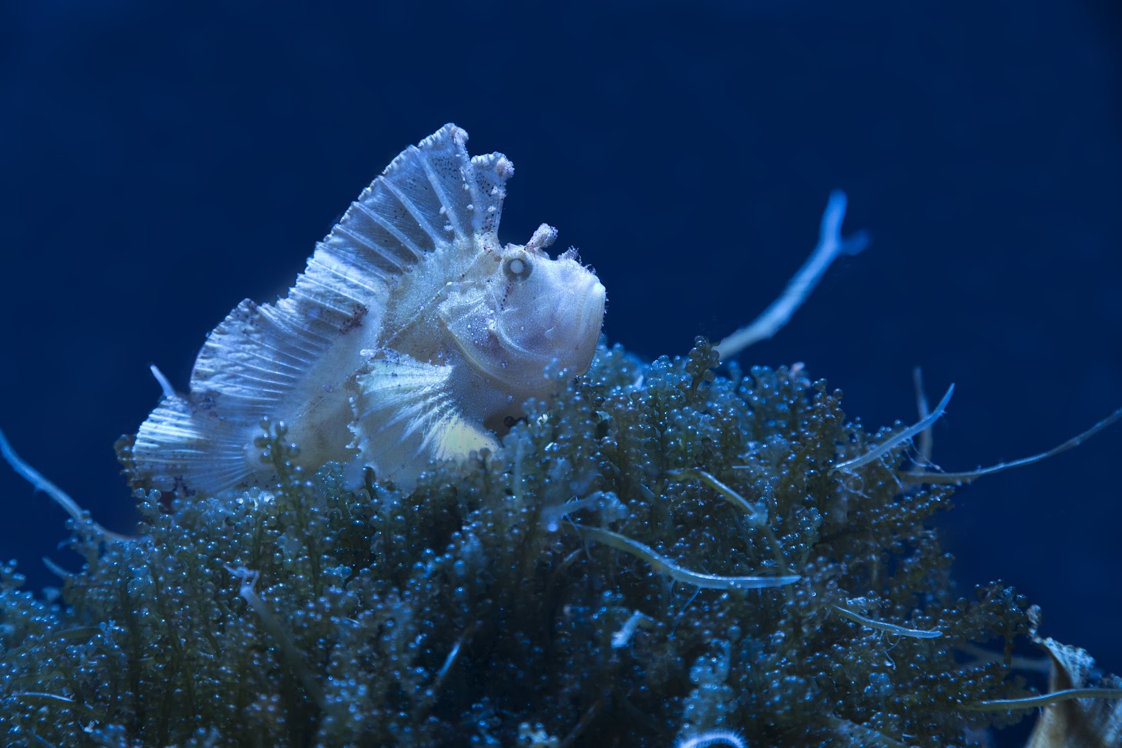 Atlantis Aquarium Madrid