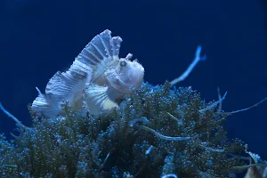 Atlantis Aquarium Madrid image