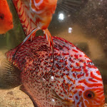 Photo n°1 de l'avis de Carla.i fait le 17/04/2022 à 21:09 sur le  Albergo Ristorante Riviera à Borgo Tossignano