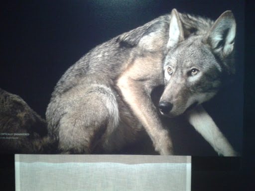 Museum «National Geographic Museum», reviews and photos, 1145 17th Street NW, Washington, DC 20036, USA