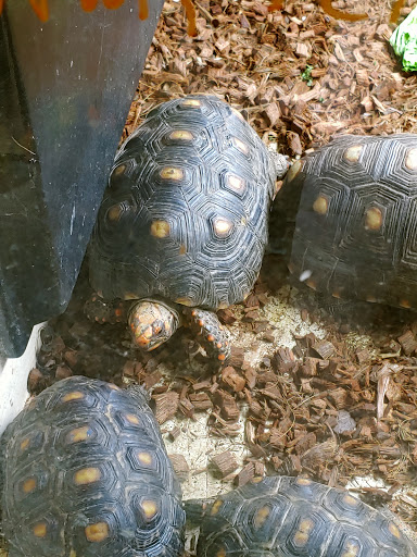 Pet Store «Pets Plus-Reptiles & Exotic», reviews and photos, 421 West Ave, Lockport, NY 14094, USA