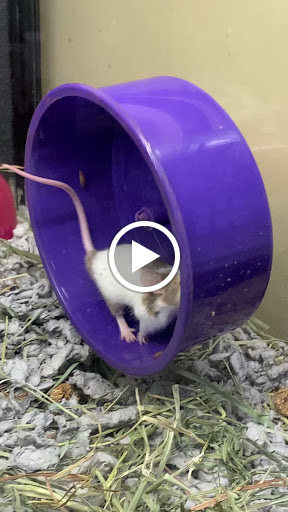 Pet Supply Store «PetSmart», reviews and photos, 971 Norland Ave, Chambersburg, PA 17201, USA