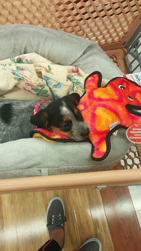 Department Store «T.J. Maxx and HomeGoods», reviews and photos, 3205 Woodward Crossing Blvd, Buford, GA 30519, USA