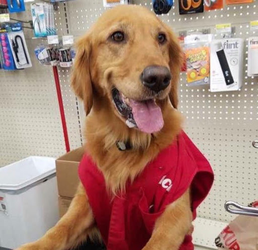 Hardware Store «Norridge Ace Hardware Home Center», reviews and photos, 8330 W Lawrence Ave, Norridge, IL 60706, USA