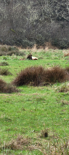 Nature Preserve «Tule Elk Reserve State Natural Reserve», reviews and photos, 8653 Station Rd, Buttonwillow, CA 93206, USA