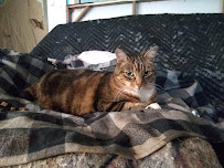 Tailwaggers & Tailwashers Hollywood - Photo 5 - Car repair in Los Angeles, CA, Los Angeles