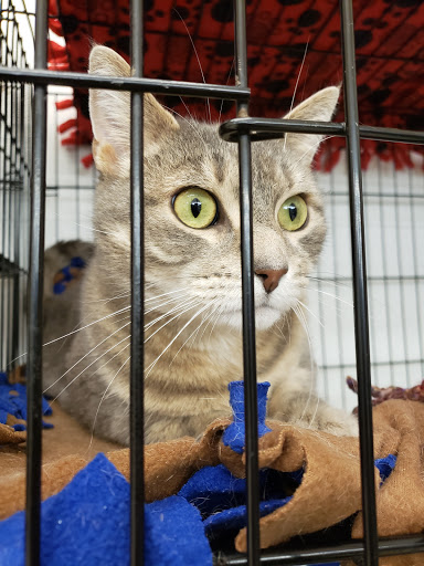 Pet Supply Store «Pet Supplies Plus», reviews and photos, 3733 Union Rd #200, Cheektowaga, NY 14225, USA