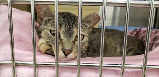 Pet Supply Store «PetSmart», reviews and photos, 10600 Melody Dr, Northglenn, CO 80234, USA