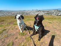 Pacha Dog Care - Photo 8 - Car repair in San Francisco, CA, San Francisco