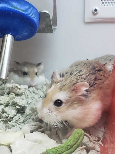 Pet Supply Store «Petco Animal Supplies», reviews and photos, 1483 NJ-23 #14b, Kinnelon, NJ 07405, USA