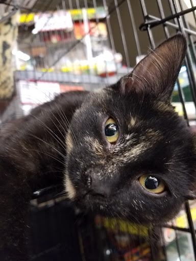 Pet Supply Store «Pet Supplies Plus», reviews and photos, 690 N State St, Westerville, OH 43082, USA