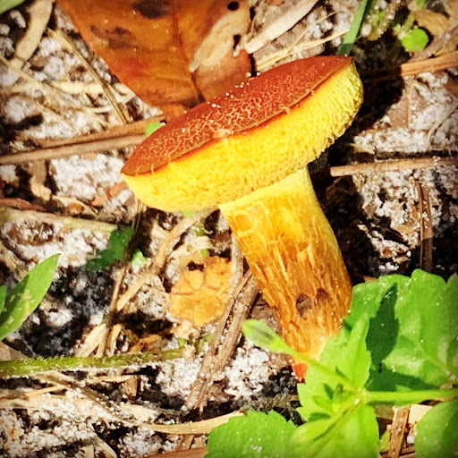 Nature Preserve «Gator Creek Reserve», reviews and photos, 9725 US Hwy 98 N, Lakeland, FL 33809, USA