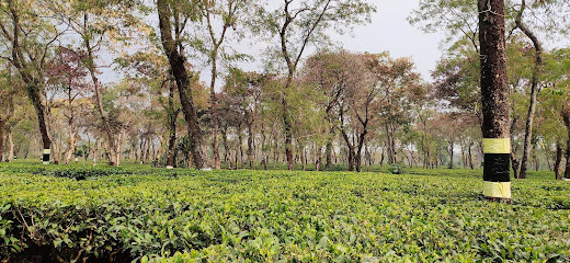 Chalouni Tea Garden