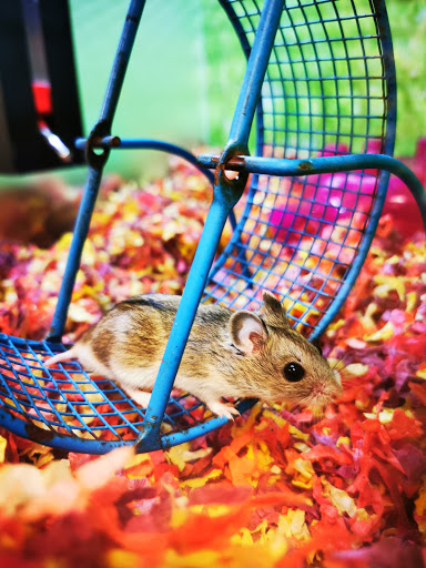 Pet Supply Store «PetSmart», reviews and photos, 476 Corwin Nixon Blvd, South Lebanon, OH 45065, USA