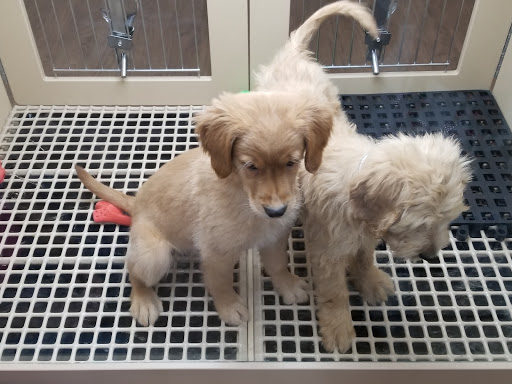 Pet Store «Petland Las Vegas», reviews and photos, 8800 W Charleston Blvd #3, Las Vegas, NV 89145, USA