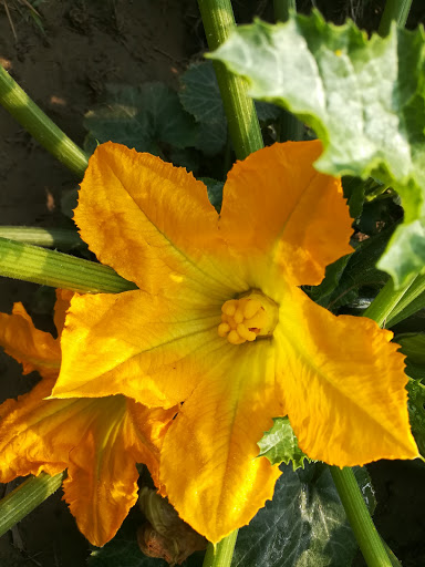 Park «Lemon Creek Park», reviews and photos, Hylan Blvd, Staten Island, NY 10309, USA