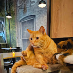 Photo n°16 de l'avis de nonsolourbex.j fait le 06/11/2023 à 09:49 sur le  Dr. Cat - Pet Lounge Bistrot à Brescia