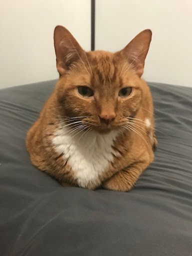 Pet Supply Store «PetSmart», reviews and photos, 1945 Pavilion Way, Lexington, KY 40509, USA