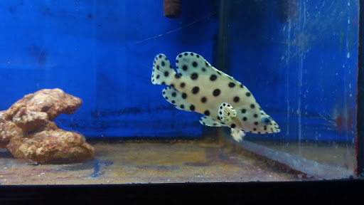 Tropical Fish Store «Aqua Mart Aquariums», reviews and photos, 1620 S Washington Ave, Titusville, FL 32780, USA