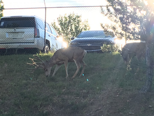 Car Dealer «Daniels Long Chevrolet», reviews and photos, 670 Automotive Dr, Colorado Springs, CO 80905, USA