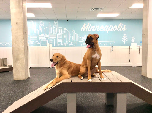 City Paws Pet Club - Dog Daycare, Boarding, Training & Grooming