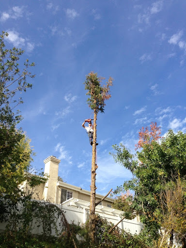 Tyler's Tree Service