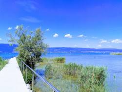 Forel plage'in fotoğrafı - tatil için iyi evcil hayvan dostu nokta
