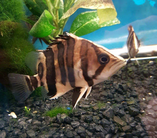 Pet Store «Tropic Waters», reviews and photos, 3015 E Hamilton Ave, Eau Claire, WI 54701, USA