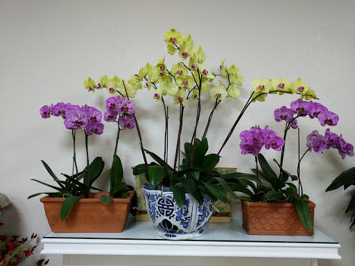 Florist «Floral Impressions», reviews and photos, 4203 W El Prado Blvd # A, Tampa, FL 33629, USA