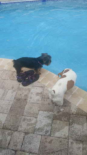 Golf Course «St. Augustine Shores Golf Club», reviews and photos, 707 Shores Blvd, St Augustine, FL 32086, USA