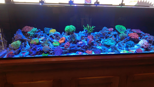 Tropical Fish Store «Beyond the Reef», reviews and photos, 205 W Golf Rd, Schaumburg, IL 60195, USA