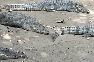 Crocodile Pool image